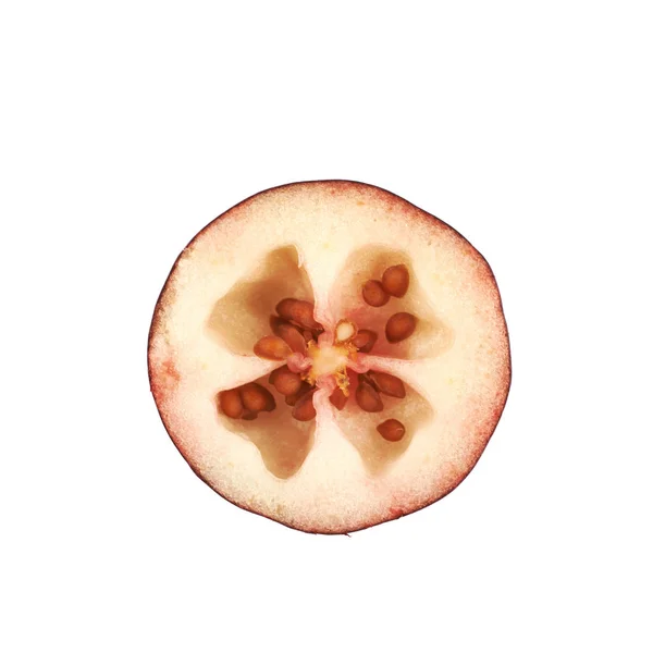 Cranberry doorsnede geïsoleerd — Stockfoto