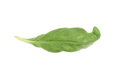 İzole taze fesleğen yaprağı