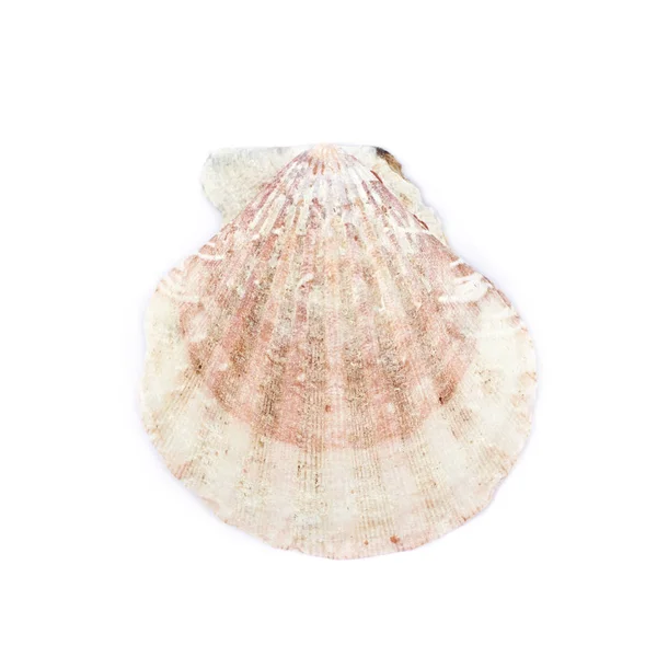 Sea shell isolerade — Stockfoto