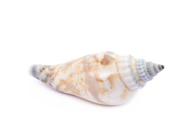 Deniz kabuğu izole