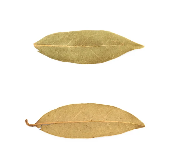 Hoja de laurel seca aislada — Foto de Stock