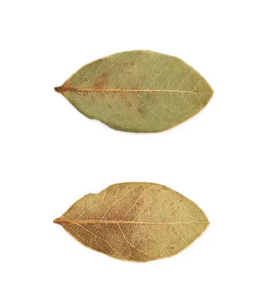 Hoja de laurel seca aislada — Foto de Stock