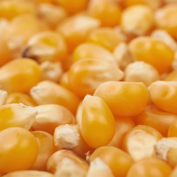 Поверхность покрыта зернами кукурузы — стоковое фото
