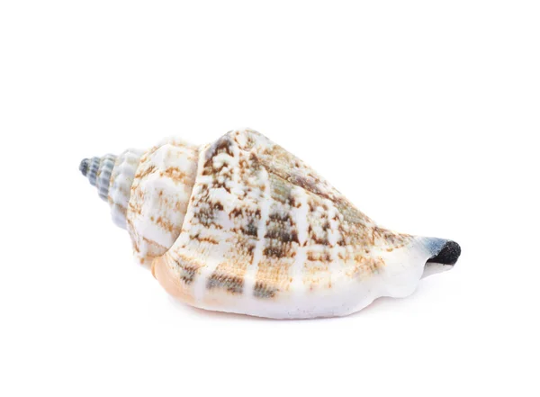 Sea shell isolerade — Stockfoto