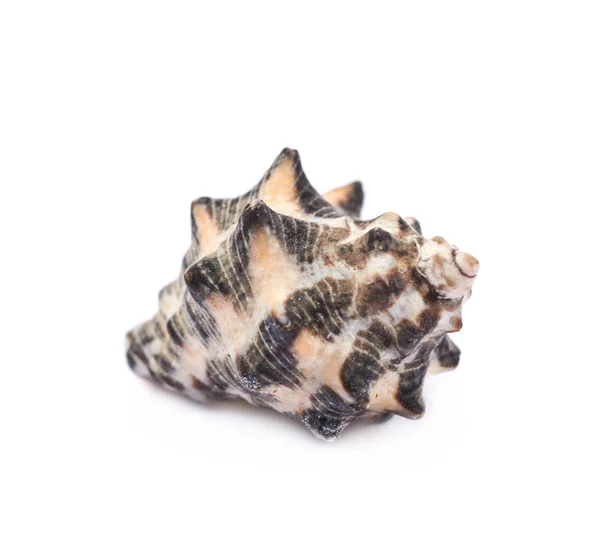 孤立的海贝壳 — 图库照片