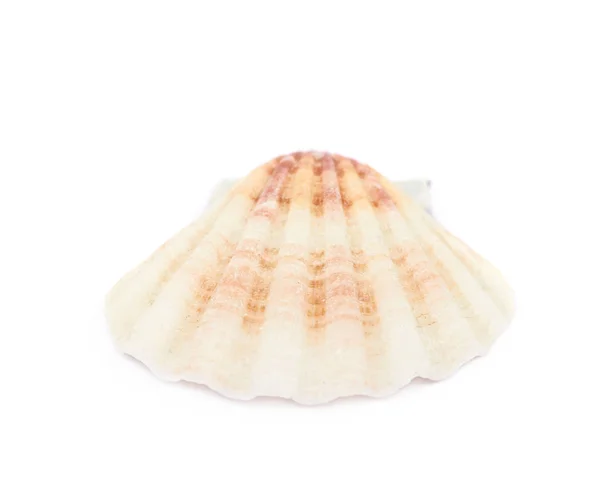 Sea shell isolerade — Stockfoto