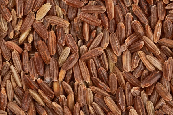 Surface coated with the brown rice grains — Stock Photo, Image