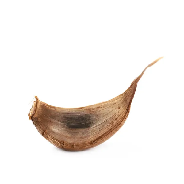 고립 된 단일 마늘 정 향 — 스톡 사진