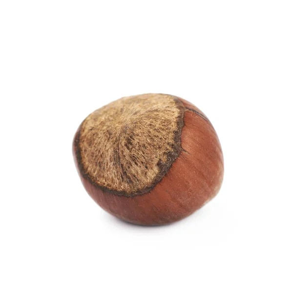 Single hazelnut isolated — Stock Photo, Image