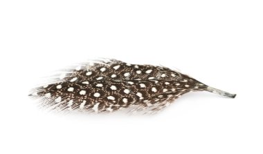 Decorational tüy izole