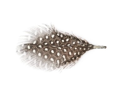 Decorational tüy izole