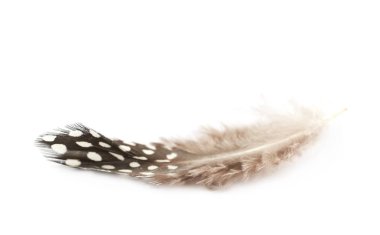 Decorational tüy izole