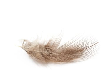 Decorational tüy izole