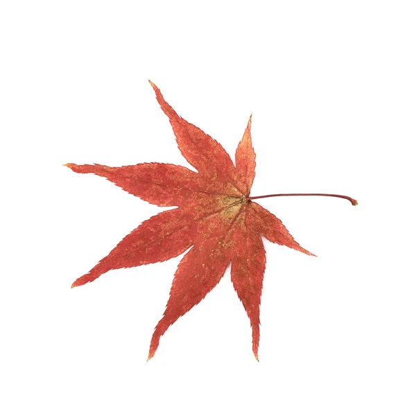 Japoński klon liść na białym tle — Zdjęcie stockowe