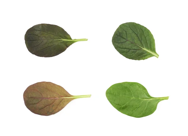 신선한 샐러드 잎 절연 — 스톡 사진