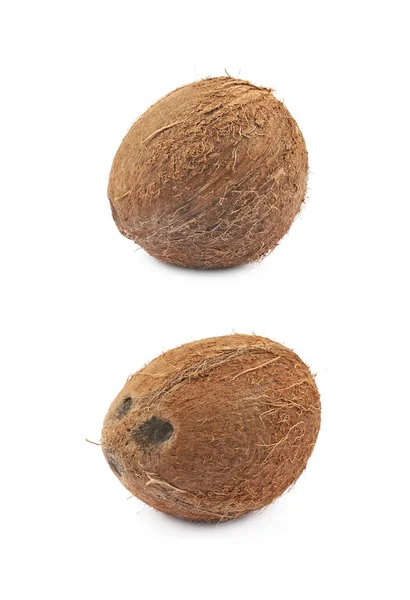 Jeden celý kokos, samostatný — Stock fotografie