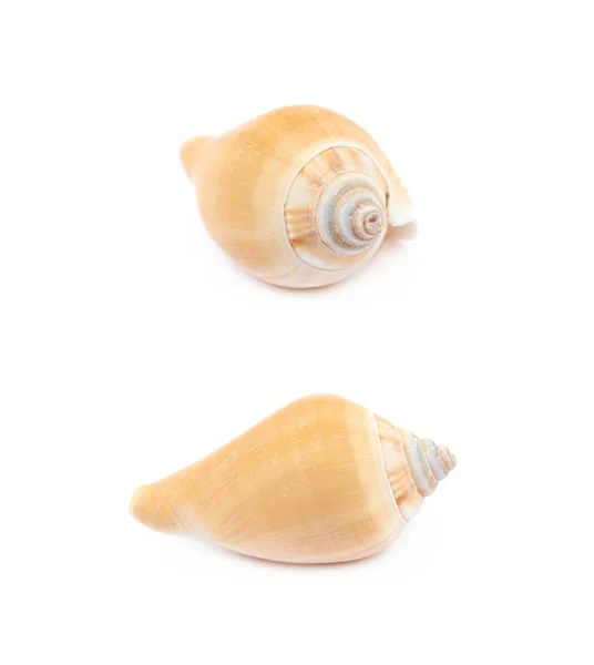 Sea shell isolerade — Stockfoto