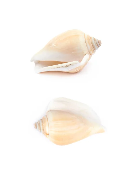 Sea shell isolerade — Stockfoto