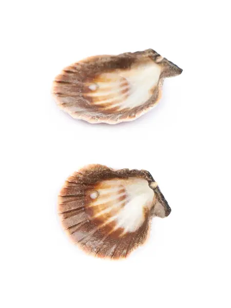 Sea shell isolerade — Stockfoto