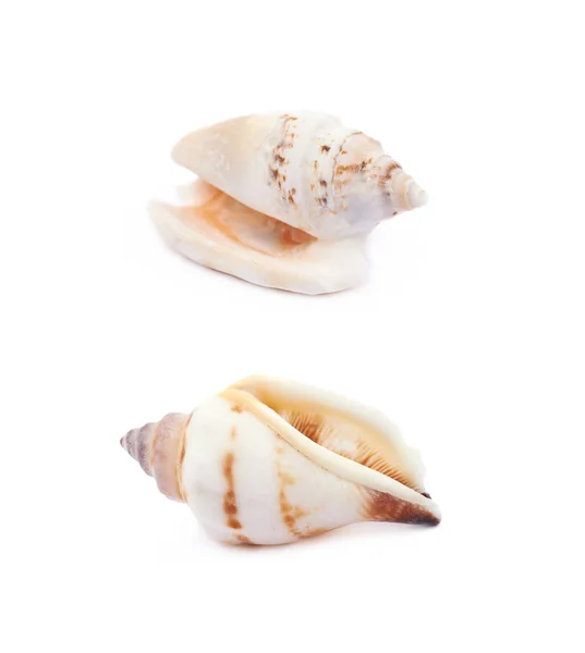 Sea shell isolerade — Stockfoto