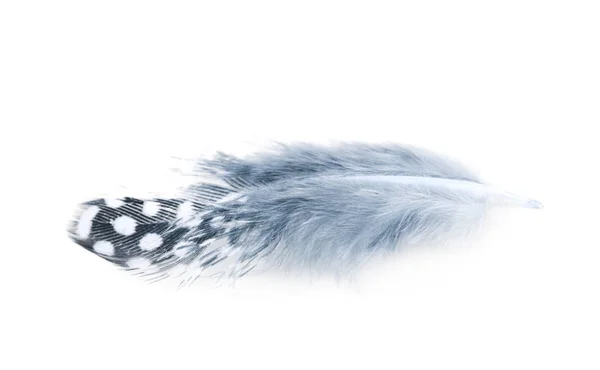 Decorational feather isolated — Stock Photo, Image