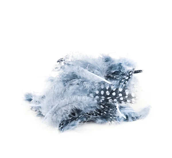 Decorational feathers isolated — Stock Photo, Image
