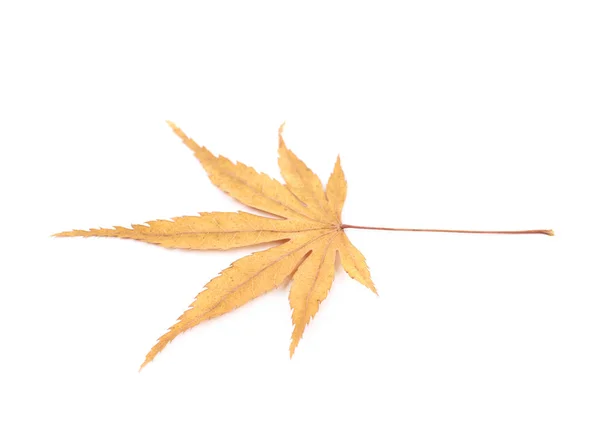 Japanese maple leaf isolated — Stock Photo, Image