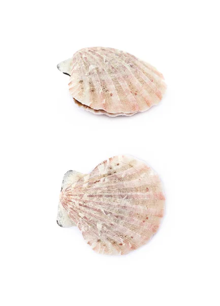 Sea shell isolerade — Stockfoto