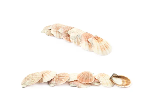 Line of sea shells isolated — Stock Photo, Image