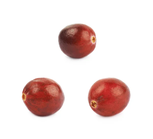 Single ripe cranberry isolated — Stock Photo, Image