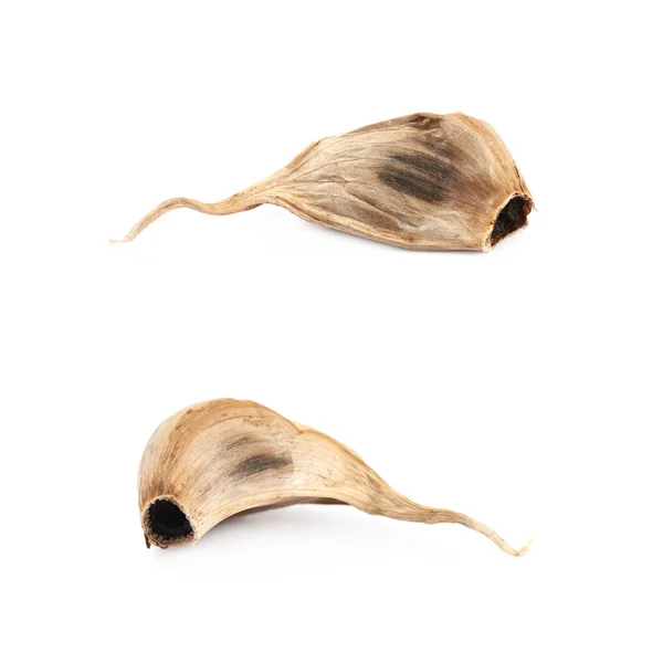 고립 된 단일 마늘 정 향 — 스톡 사진