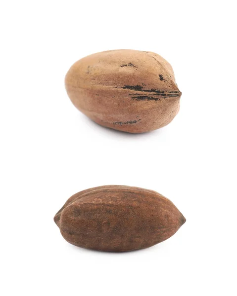 Single pecan nut isolated — Stock Photo, Image