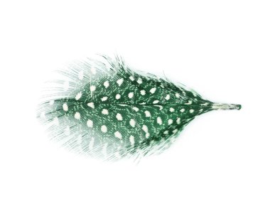 Decorational tüy izole