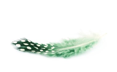 Decorational tüy izole