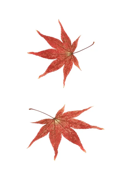 Japoński klon liść na białym tle — Zdjęcie stockowe