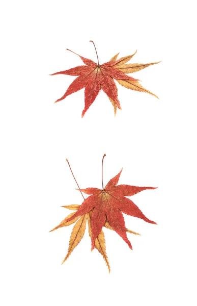 Folhas de bordo japonesas isoladas — Fotografia de Stock