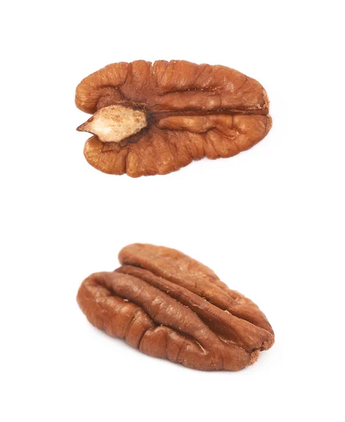 Одиночный орех ореха — стоковое фото