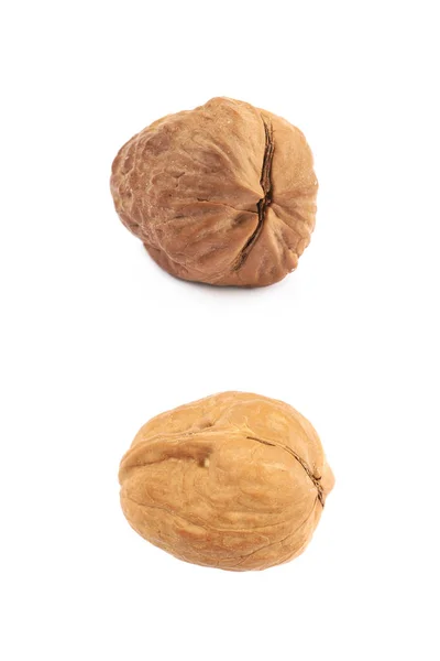 Одиночный орех — стоковое фото