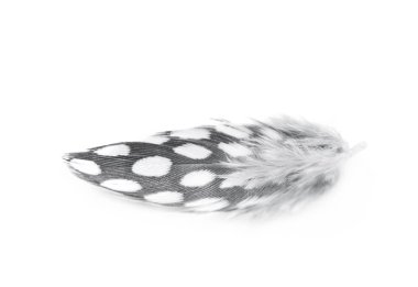 Decorational tüy izole