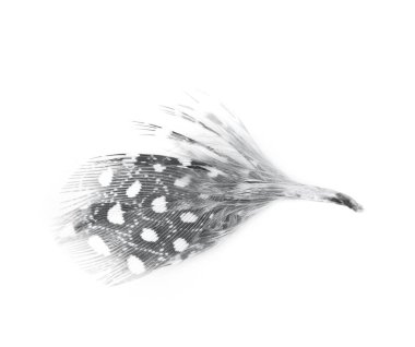 Decorational tüy izole