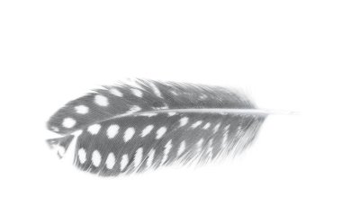 Decorational tüy izole