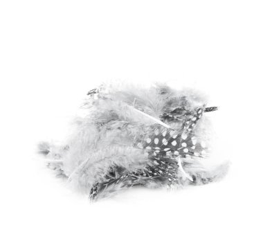 Decorational tüyleri izole