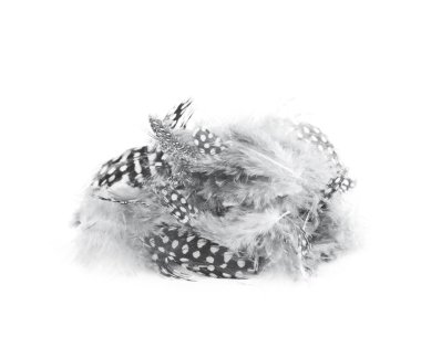 Decorational tüyleri izole