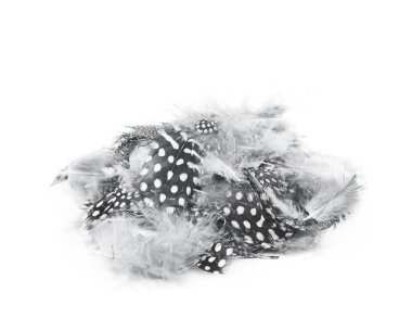 Decorational tüyleri izole