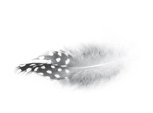 Decorational feather isolated — Stock Photo, Image