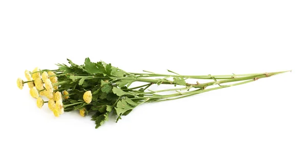 Odizolowany żółty kwiat — Zdjęcie stockowe