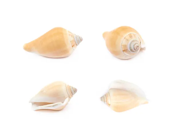 Sea shell isolerade — Stockfoto