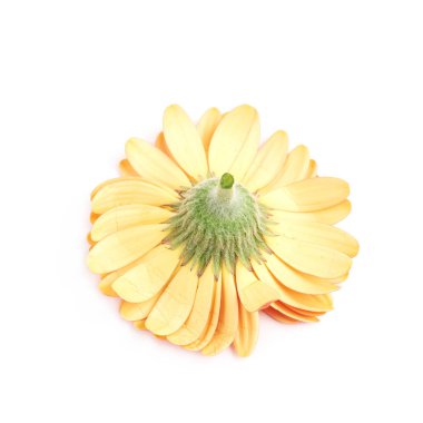 izole gerbera çiçek