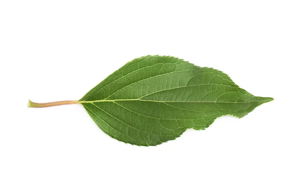 Grön ros leaf isolerade — Stockfoto