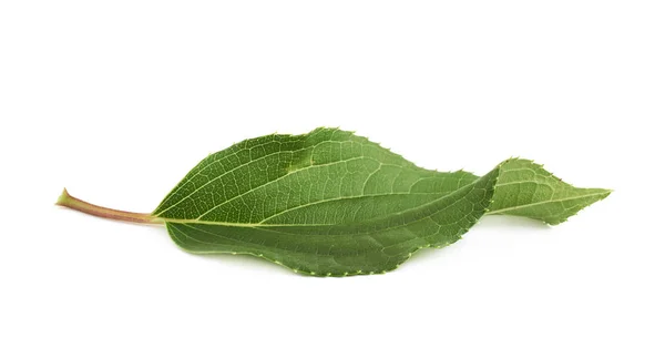 Grön ros leaf isolerade — Stockfoto